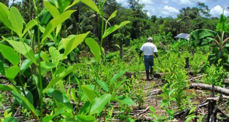 preocupacion por el incremento de cultivos ilicitos en colombia